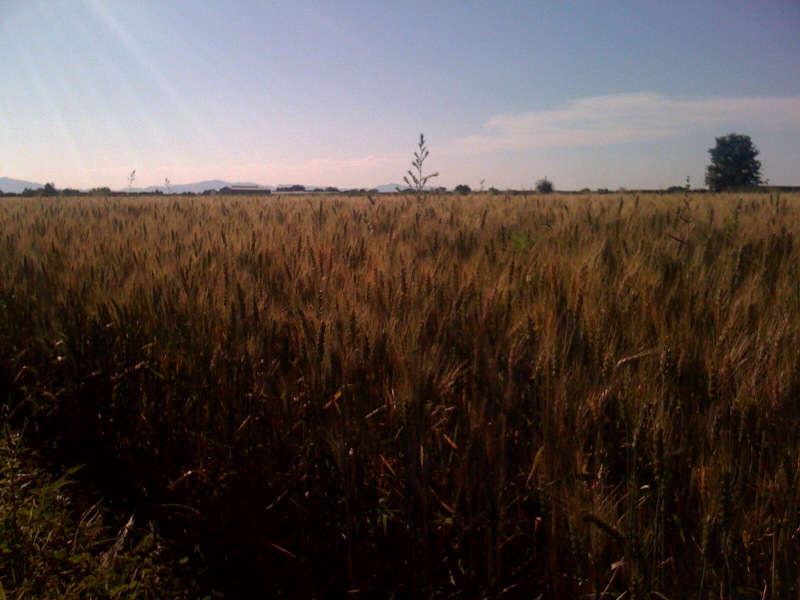 3740188158_0bfeeda0c9_o